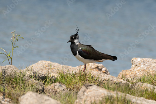 Vanneau huppé,.Vanellus vanellus, Northern Lapwing photo