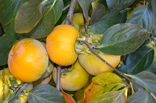 Fototapeta Naklejka Na Ścianę i Meble -  Diospyros kaki, Kaki