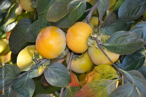 Fototapeta Naklejka Na Ścianę i Meble -  Diospyros kaki, Kaki