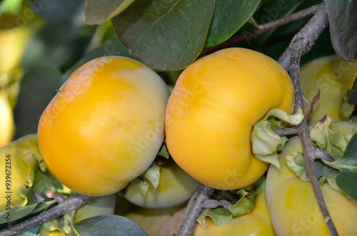 Fototapeta Naklejka Na Ścianę i Meble -  Diospyros kaki, Kaki