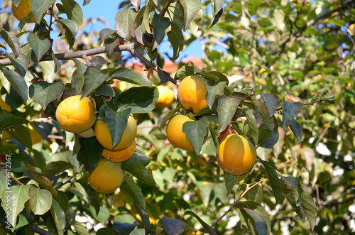 Fototapeta Naklejka Na Ścianę i Meble -  Diospyros kaki, Kaki