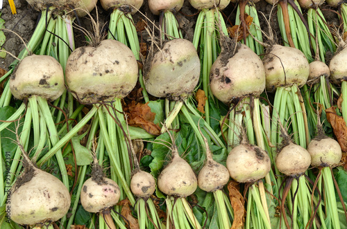 Fototapeta Naklejka Na Ścianę i Meble -  Beta vulgaris 'Albina vereduna Coll', Betterave