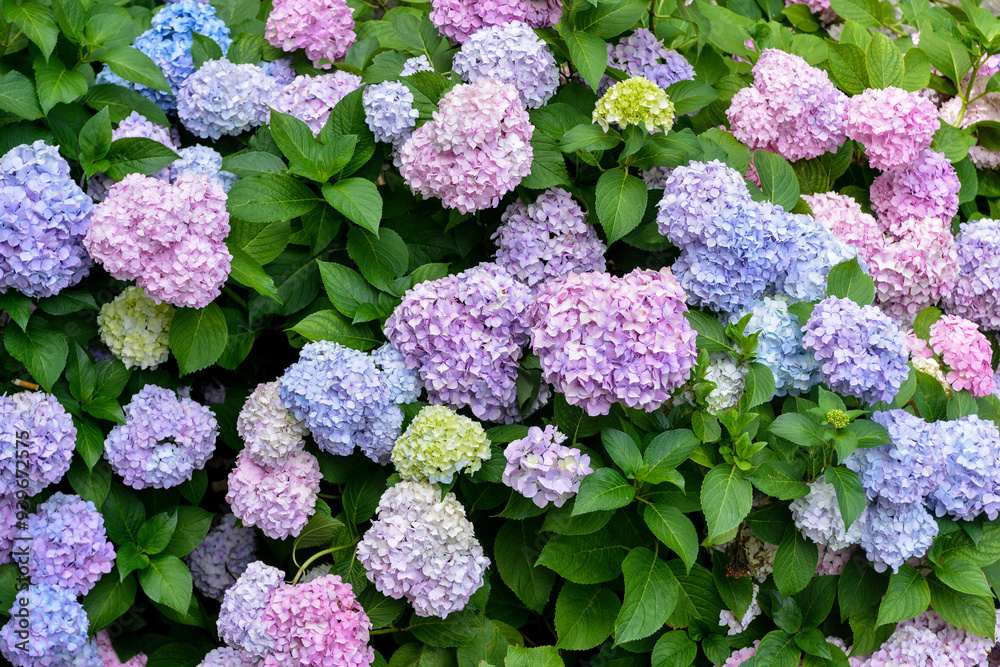Hydrangea macrophylla, variete Bodensee, hortensia Hydrangea macrophylla, variete Bodensee, hortensia