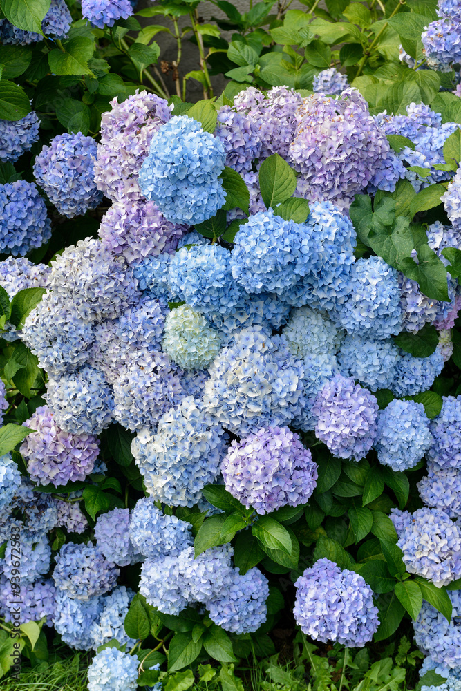 Hydrangea macrophylla, variete Bodensee, hortensia Hydrangea macrophylla, variete Bodensee, hortensia