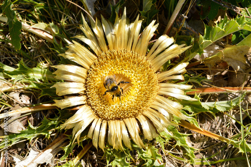 Carline acaule, Carlina acaulis, bourdon photo