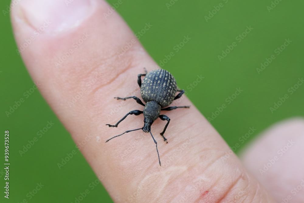 Obraz premium Broad-nosed weevil (Otiorhynchus) on the finger. Serious pest of ornamental plants and some shrubs in gardens.