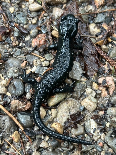 lizard on a rock