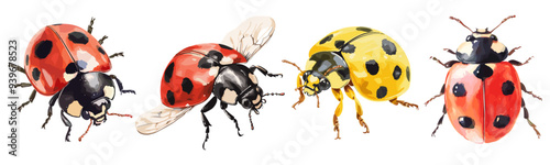 Aquarelle lady bug set. Round shape, red or orange body Flying insect. Black spots, and delicate wings. Nature and wild life beauty. Watercolor style isolated vector clipart collection