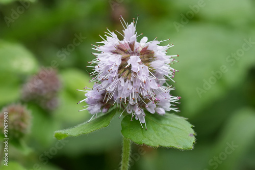 Closeup on a purple flowering watermint wildflower, Mentha aquatica photo