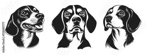 Beagle dog black silhouette portrait. Front and side view. With opened mouth and tongue hanging out. Hunting dog breed. Home pet animal. Simple black and white lynocut flat style. Isolated vector