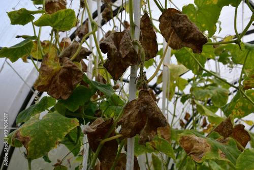 Cucumber plants with yellow and brown spots on green leaves affected by the disease. A fungal or viral disease. Lack or excess of moisture and nutrients when growing in a greenhouse