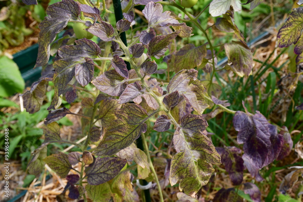 Fototapeta premium Tomato leaves with purple and burgundy spots. The lack of micro- and macro-elements in organic amateur farming. Diseases and problems of tomatoes in the greenhouse. selective focus, blurred background