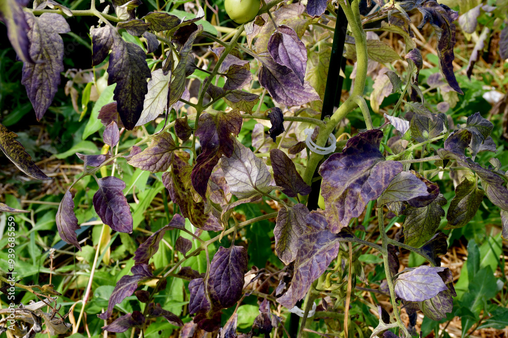 Tomato leaves with purple and burgundy spots. The lack of micro- and macro-elements in organic amateur farming. Diseases and problems of tomatoes in the greenhouse. selective focus, blurred background Tomato leaves with purple and burgundy spots. The lack of micro- and macro-elements in organic amateur farming. Diseases and problems of tomatoes in the greenhouse. selective focus, blurred background