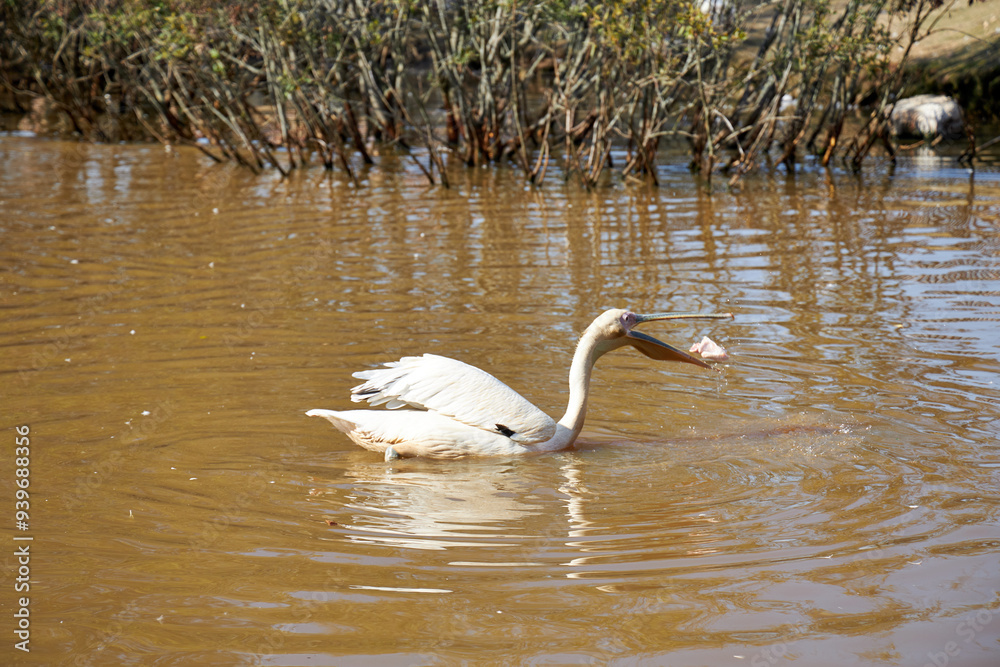 Fototapeta premium white pelicans in the pond