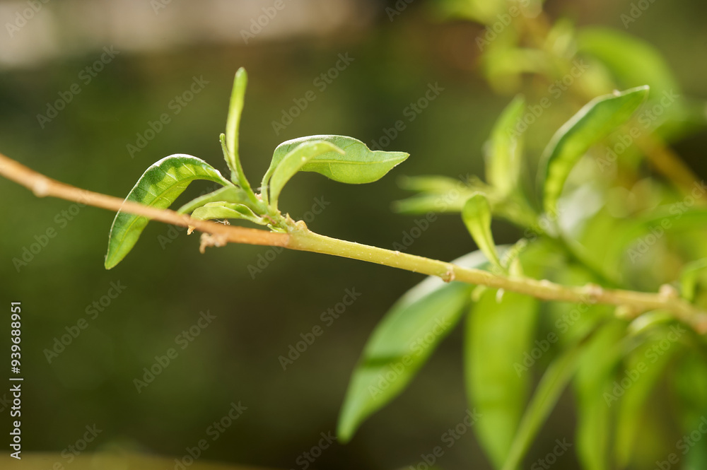 Close-up view of a young shoot on a plant, showing the natural beauty and growth cycle. Excellent for nature and environmental themes. Close-up view of a young shoot on a plant, showing the natural beauty and growth cycle. Excellent for nature and environmental themes.