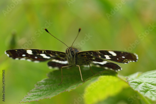 Low angle closeup on the European Map butterfly, Araschnia levana sitting on a green leaf photo