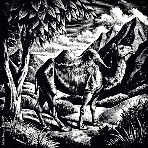 Obraz na płótnie Camel engraved vector illustration w salonie