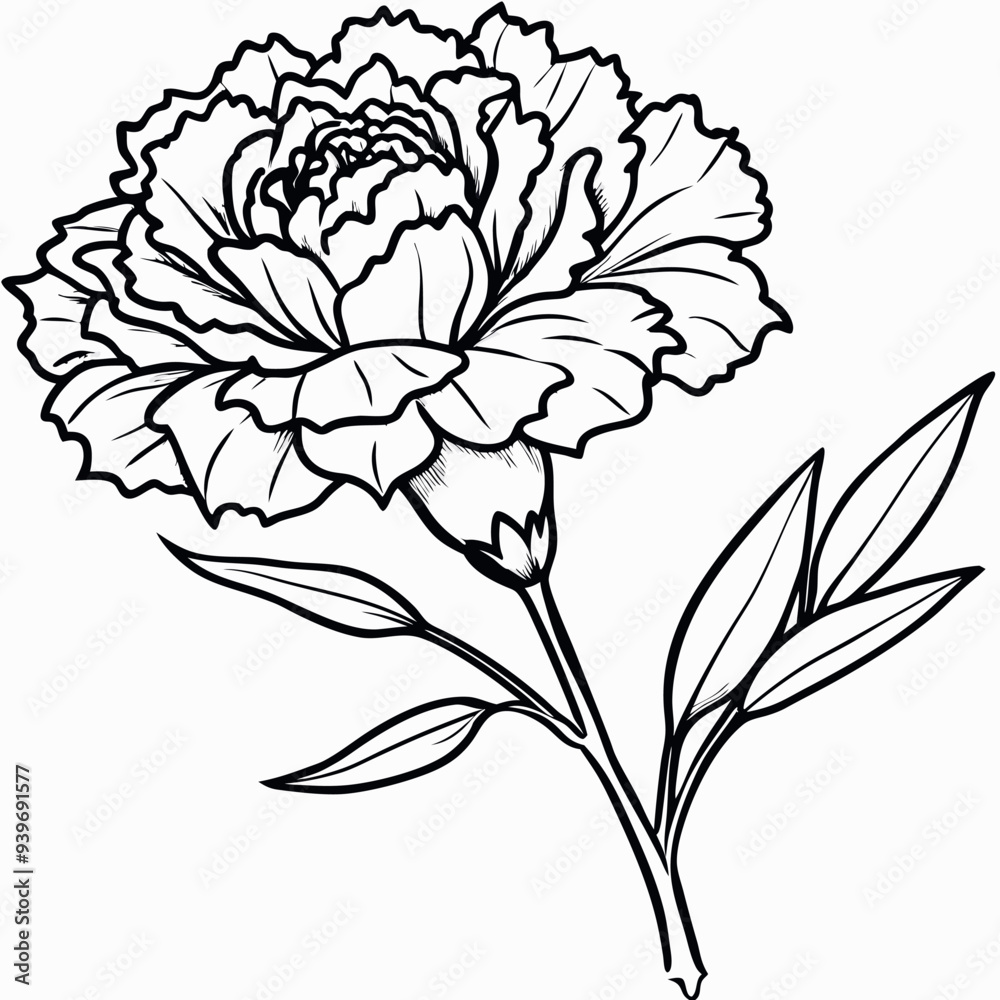 Carnation outline vector