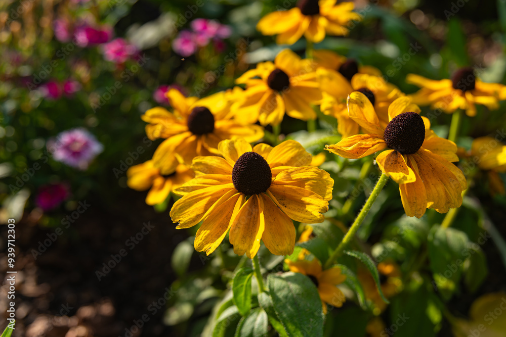 bunch of yellow flowers with black centers bunch of yellow flowers with black centers