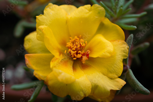 Moss Roses in a Summer Garden