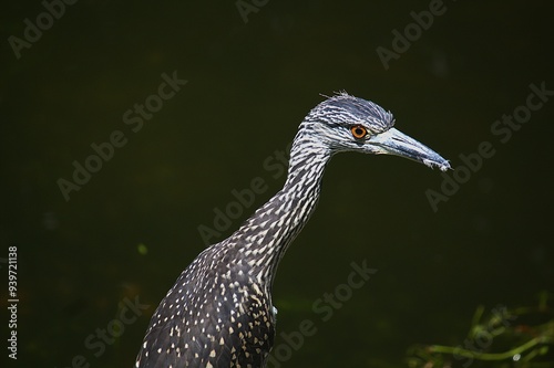 Juvenile, Yellow-Crowned Night Heron Florida photo