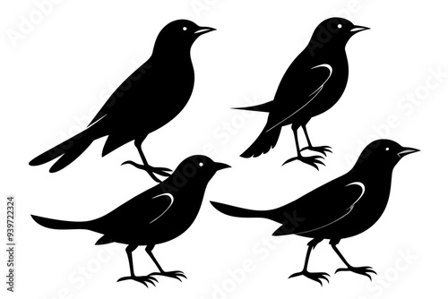 A set of beautiful birds thrush silhouette black vector art illustration