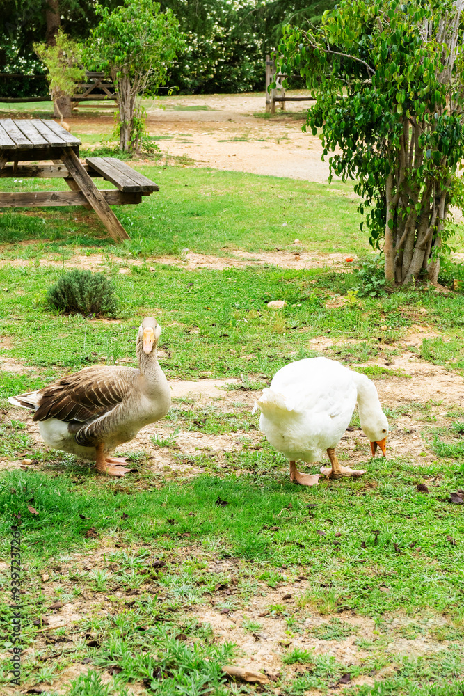 Two geese eating in a park.