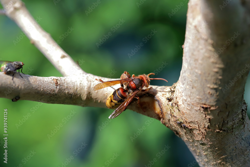 European hornet (Vespa crabro), the largest eusocial wasp native to Europe. Insects have damaged the bark of an ornamental shrub in the garden. European hornet (Vespa crabro), the largest eusocial wasp native to Europe. Insects have damaged the bark of an ornamental shrub in the garden.