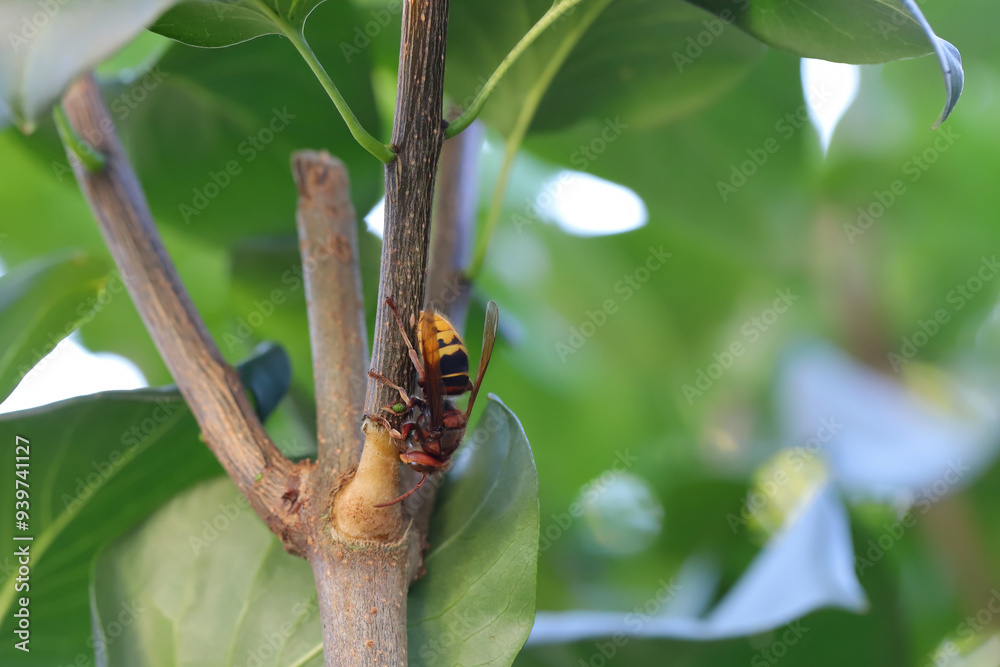 Shrubb Insect European hornet (Vespa crabro), the largest eusocial wasp native to ...
