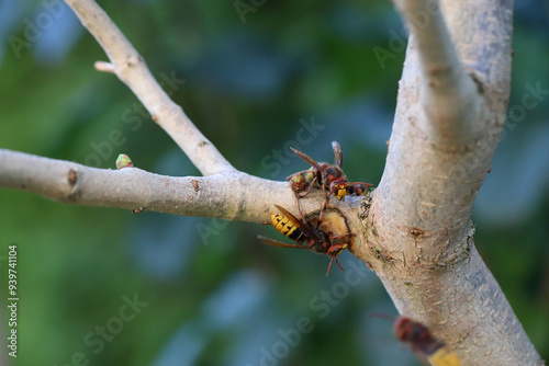 European hornet (Vespa crabro), the largest eusocial wasp native to Europe. Insects have damaged the bark of an ornamental shrub in the garden.