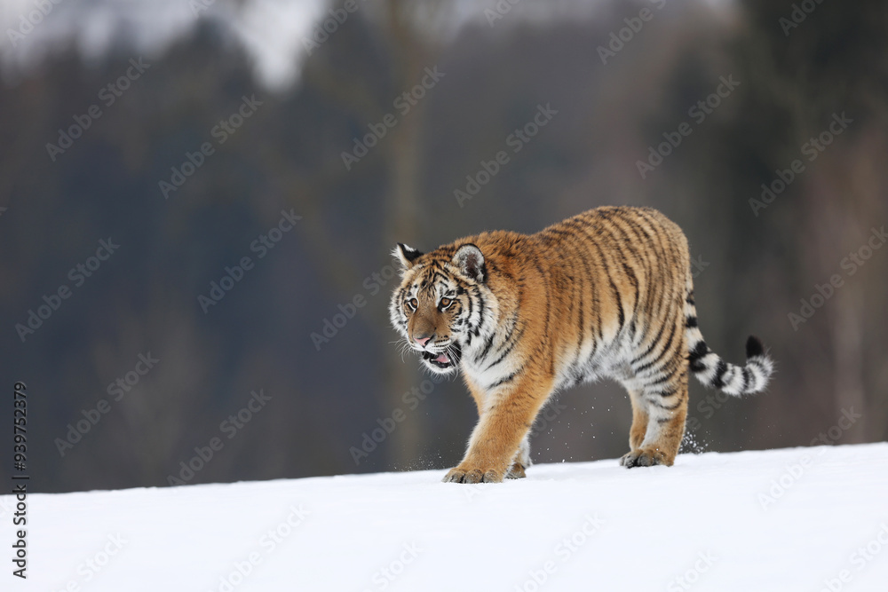 Siberian tiger in the snow in winter, walking through taiga. Cold weather with dangerous predator. Panthera tigris altaica. Russia
