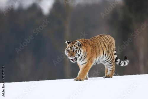 Obraz na płótnie Siberian tiger in the snow in winter, walking through taiga. Cold weather with dangerous predator. Panthera tigris altaica. Russia w salonie