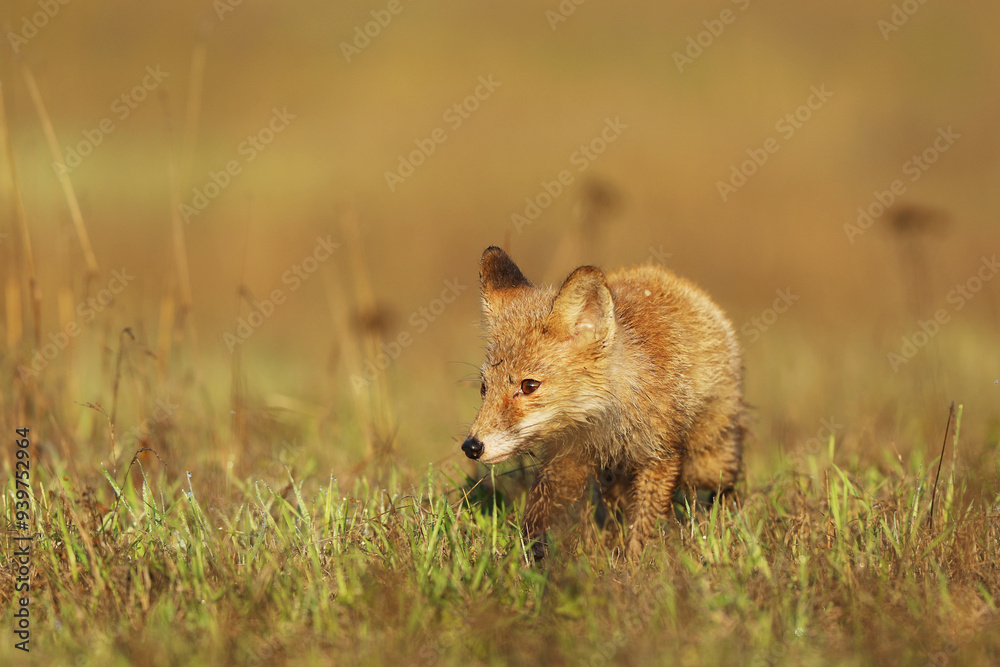 Young puppy of red fox (Vulpes vulpes) looking for prey on summer meadow. Natural scene from Czech wildlife.