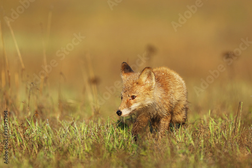 Obraz na płótnie Young puppy of red fox (Vulpes vulpes) looking for prey on summer meadow. Natural scene from Czech wildlife. w salonie