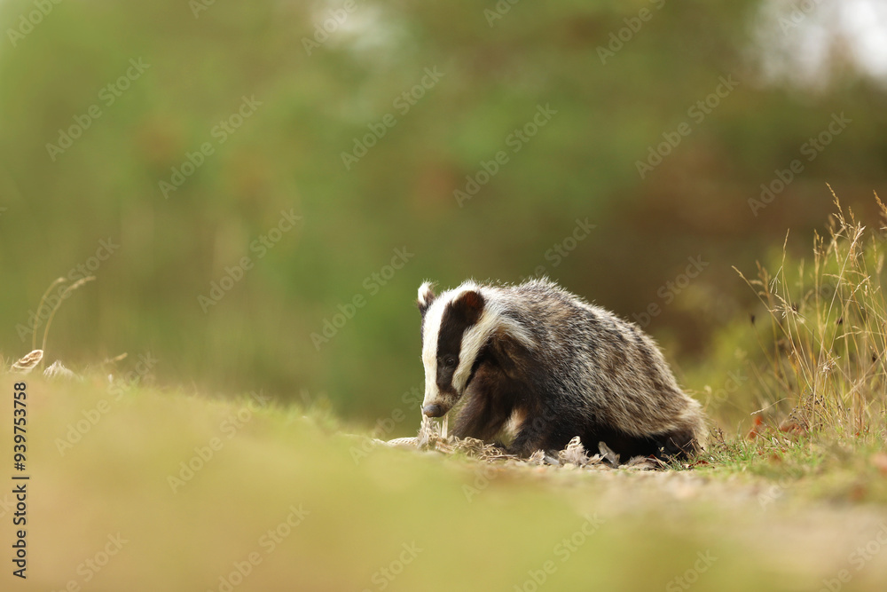 European badger, Meles meles, eat something on summer meadow. Cute wild animal in summer afternoon. Wildlife scene from nature