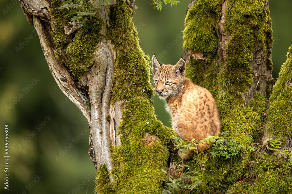 Eurasia lynx (Lynx lynx) kitten playing on messed tree in sunny autumn day, Czech republic
