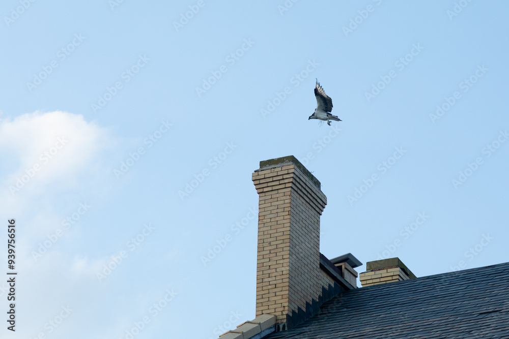 A view of an Osprey photographed at Fort Hancock in Sandy Hook, New Jersey on a summers night in August 2024.