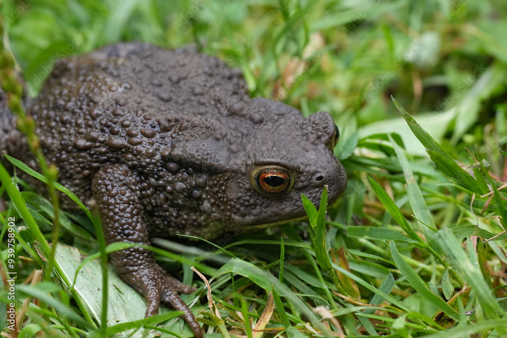 Obraz premium Low angle closeup on a female Common European toad, Bufo bufo in a grassland