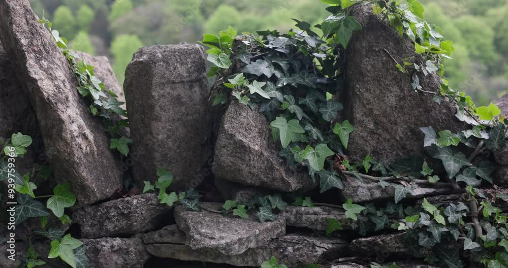Old stone wall with ivy, symbolizing resilience, growth, heritage, or natural fortitude Old stone wall with ivy, symbolizing resilience, growth, heritage, or natural fortitude
