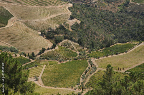 Vineyards in Douro Valley, Portugal