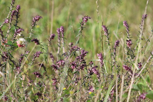 Flowers of Red Bartsia (Odontites vulgaris) plant in wild nature photo