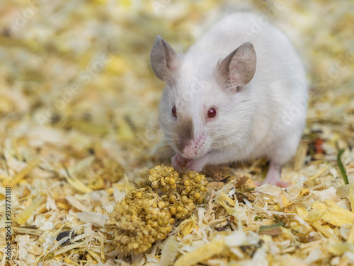 Close-up portrait of a white mouse with red eyes on straw. Domestic animal, small rodent, pest on farms and residential buildings.