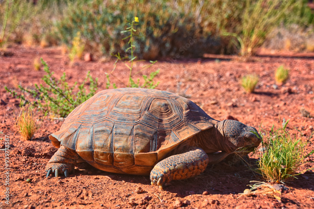 Obraz premium Mojave Desert Tortoise, Gopherus Agassizii, eating grass and cactus foraging in the Red Cliffs Desert Reserve St George Southern Utah. United States.