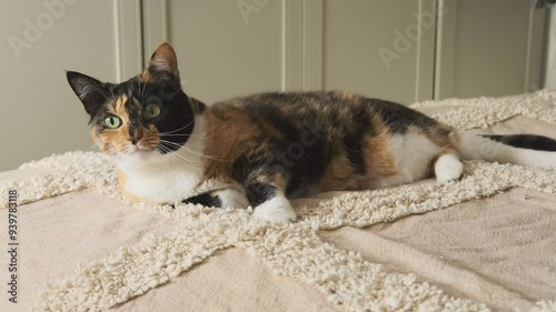 beautiful brown tricolor domestic cat on bed, kneading paws, alternately clenching and unclenching to reveal its claws, love for animals, keeping pets photo