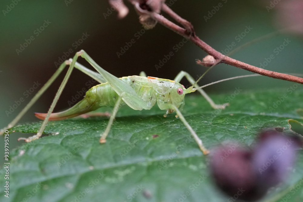 Closeup on the southern oak bush cricket, Meconema meridionale sitting on a leaf Closeup on the southern oak bush cricket, Meconema meridionale sitting on a leaf