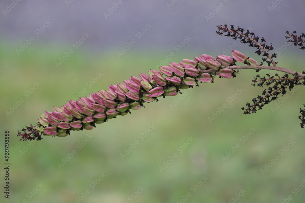 Veratrum nigrum. Seeds of black false hellebore. Veratrum nigrum. Seeds of black false hellebore.
