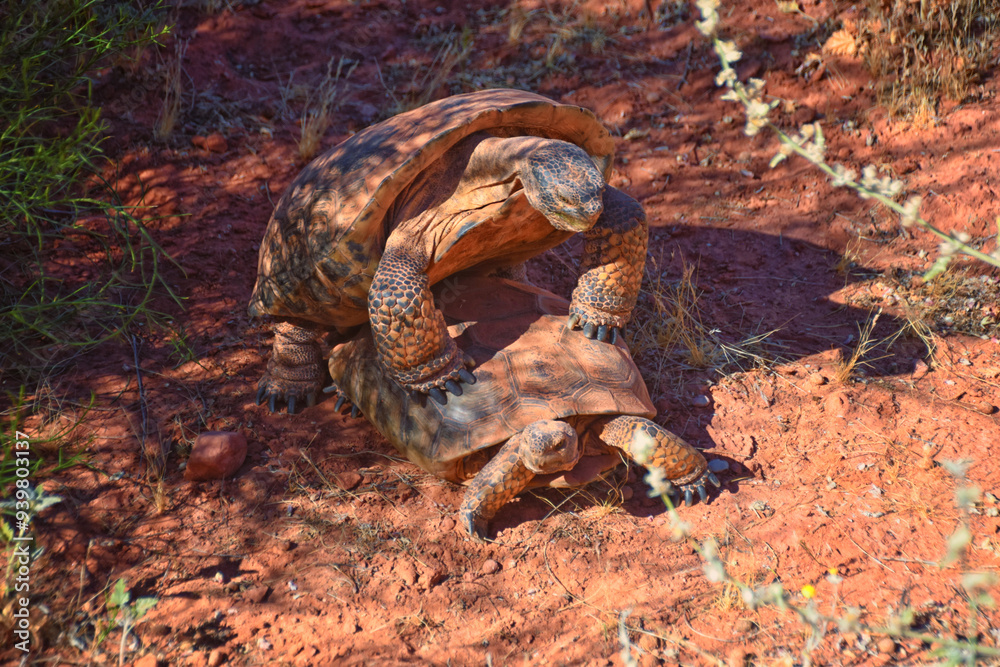 Mating Mojave Desert Tortoise, Gopherus Agassizii, mating ritual shell butting circling in the Red Cliffs Desert Reserve St George Southern Utah.