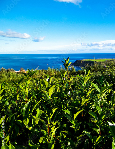 Landscape of tea plantation in Porto Formoso photo