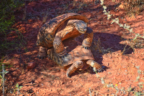 Obraz na płótnie Mating Mojave Desert Tortoise, Gopherus Agassizii, mating ritual shell butting circling in the Red Cliffs Desert Reserve St George Southern Utah. w salonie