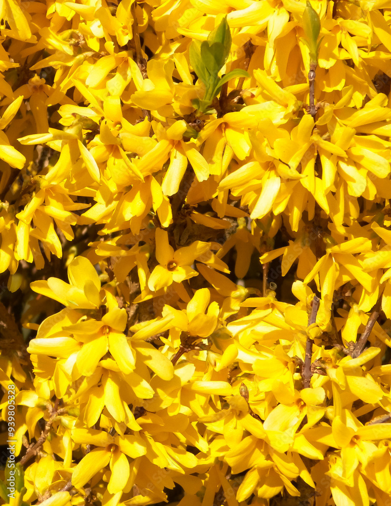 Obraz premium Yellow Forsythia flowers as nature background.